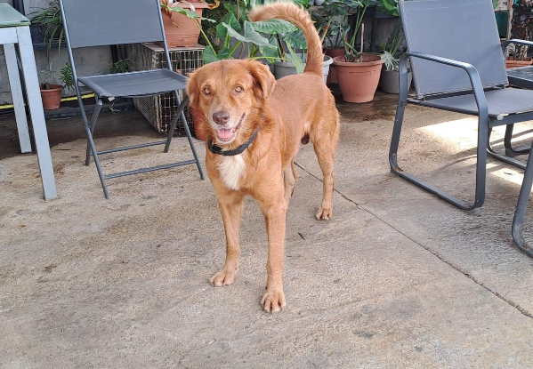 Adopter Maroon