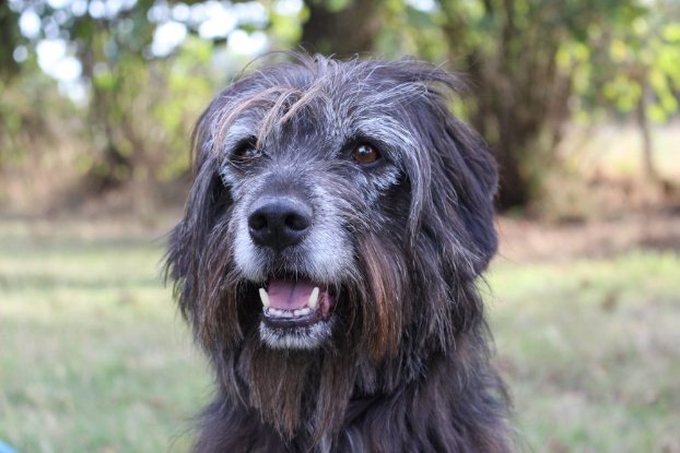 Adopter Max