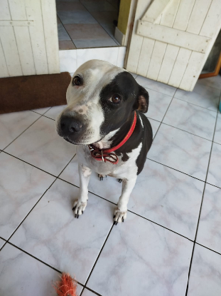 Adopter Metisse