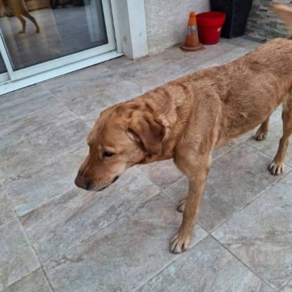 Adopter Milka