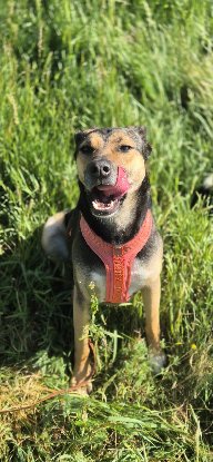 Adopter Moka