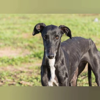 Adopter Mora