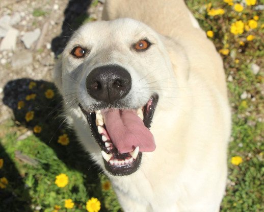Adopter Morango
