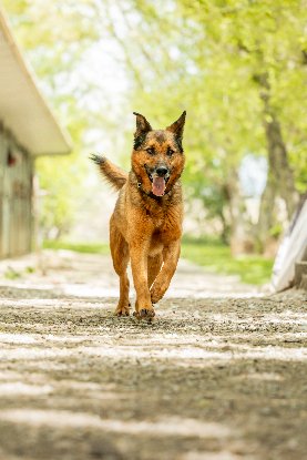 Adopter Mulder
