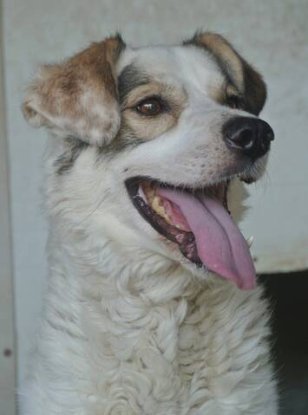 Adopter Murano