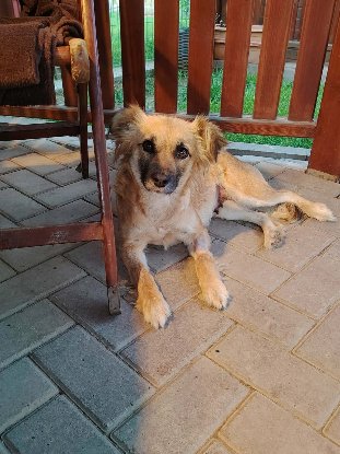 Adopter Naïa