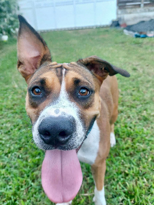 Adopter Nami