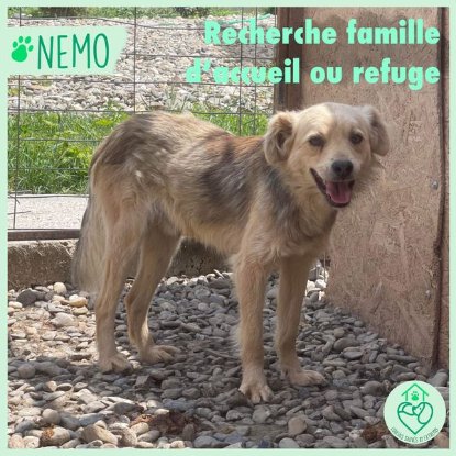 Adopter Nemo