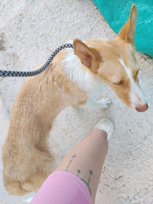 Adopter Niebla
