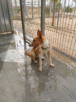 Adopter Niebla