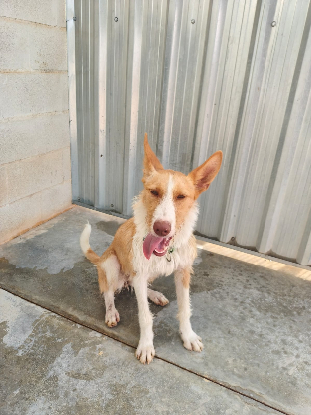 Adoption Niebla