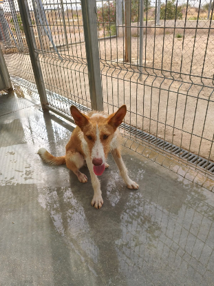Adoption Niebla