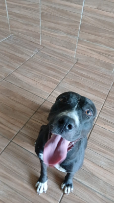Adopter Nina