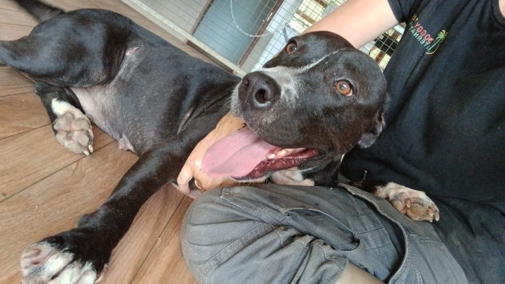 Adopter Nina