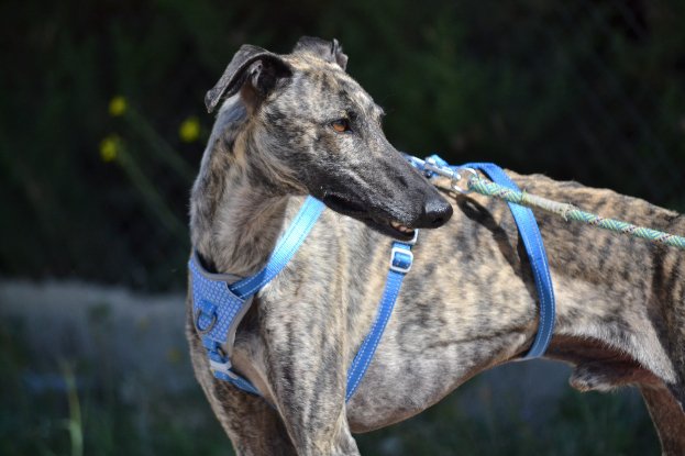 Adopter Noel
