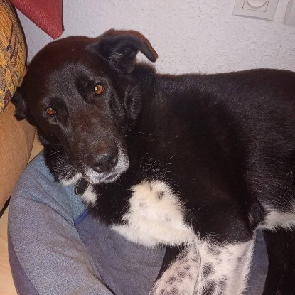 Adopter Ohrid