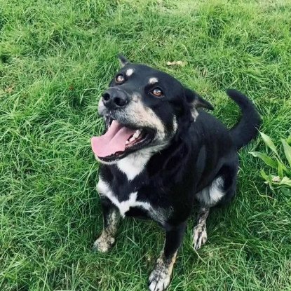 Adopter Piki
