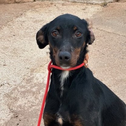 Adopter Pimienta
