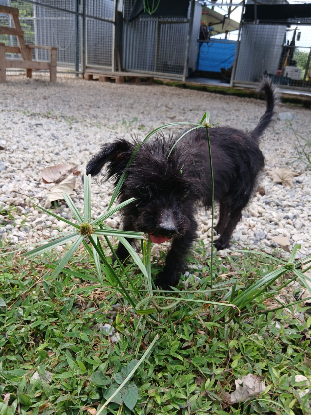Adoption Plutot