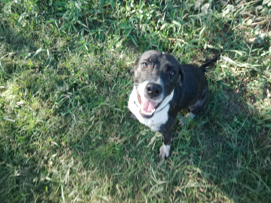 Adopter Poi