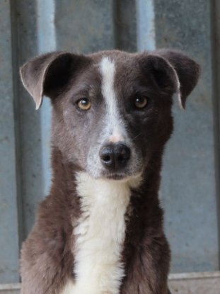 Adopter Radu