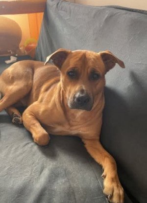 Adopter Rex