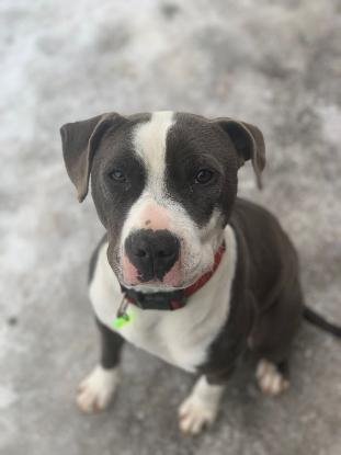 Adopter Rocky