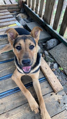 Adopter Ryo