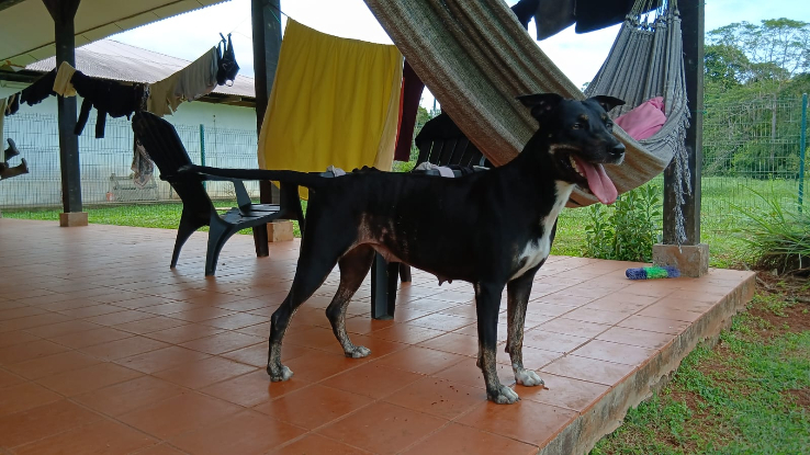 Adopter Saga