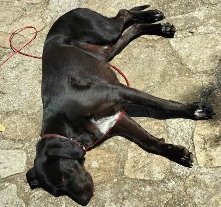 Adopter Samy