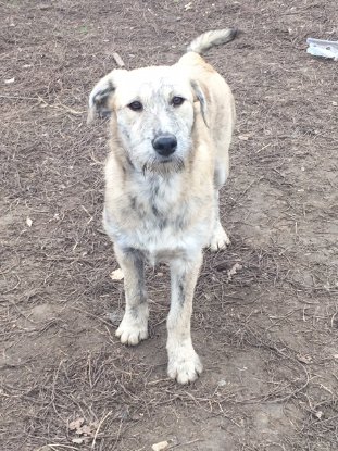 Adopter Scona