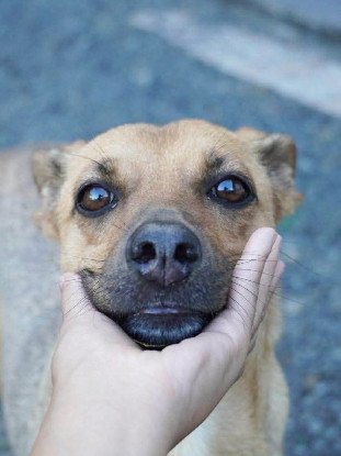 Adopter Shaya