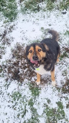 Adopter Sheriff