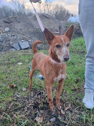 Adopter Simon