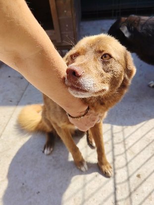 Adopter Sirius