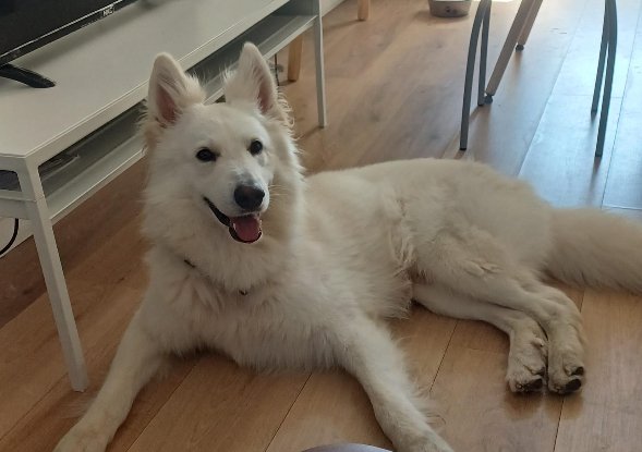 Adopter Snow