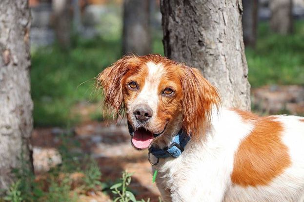 Adopter Speedy