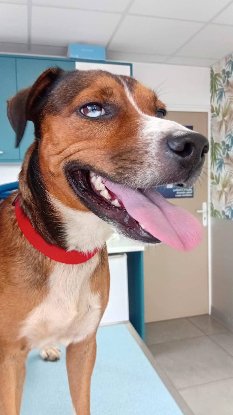 Adopter Stiew