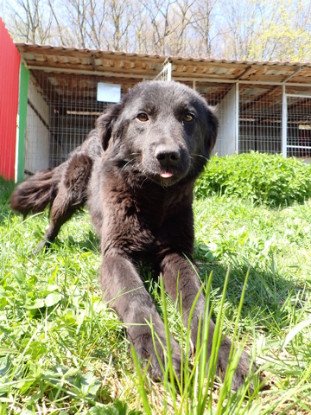 Adopter Stylish
