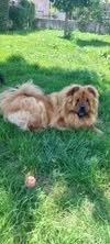 Adopter Sweety