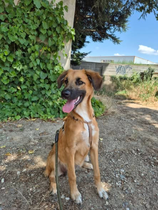 Adopter Taïbo