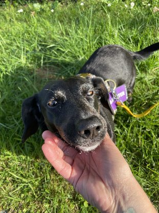 Adopter Tania