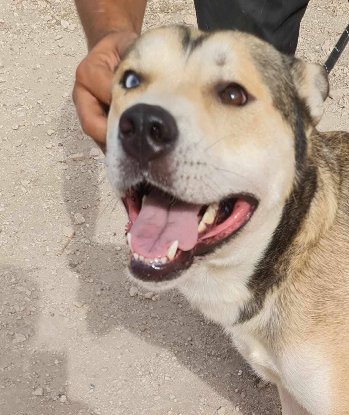 Adopter Tchoupi