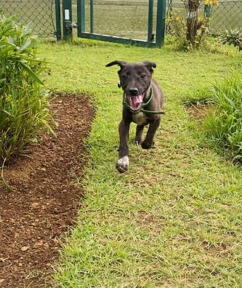 Adopter Titus