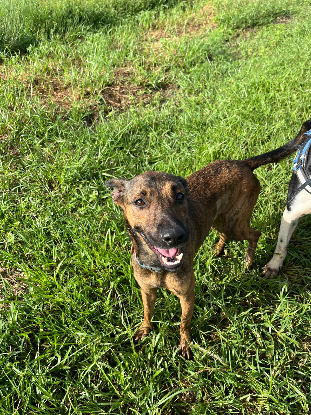 Adopter Topaze