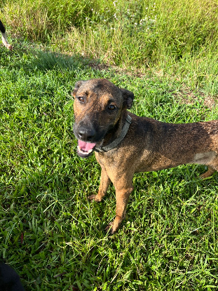Adopter Topaze