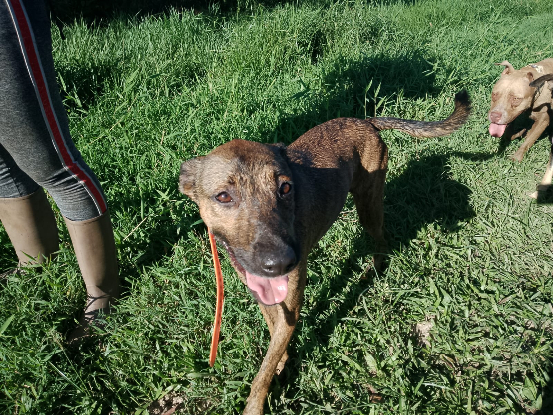 Adopter Topaze