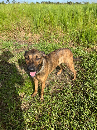Adoption Topaze