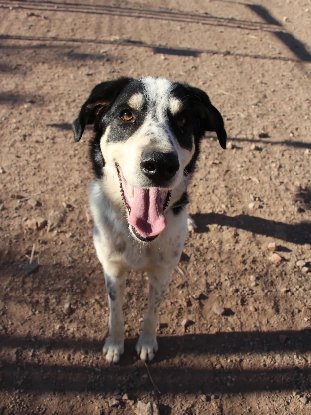 Adoption Torbellino