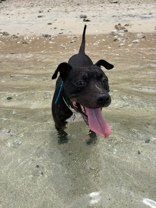 Adopter Tyson
